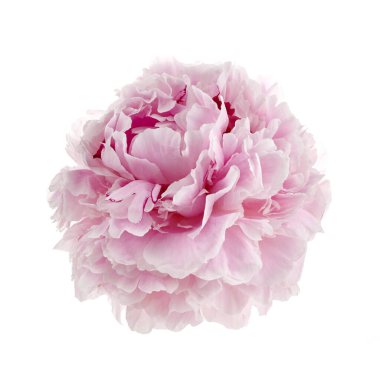 Beyaz arka planda izole edilmiş pembe taze şakayık.