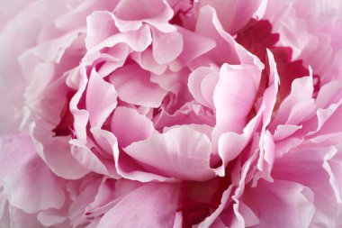 Pembe şakayıklar arka planı kapatır. Klasik çiçek arkaplanı. Güzel bir bahar bahçesi. Düğün konsepti.