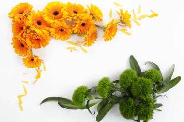 Pembe arka planda pembe şakayıklar, düz yatış.