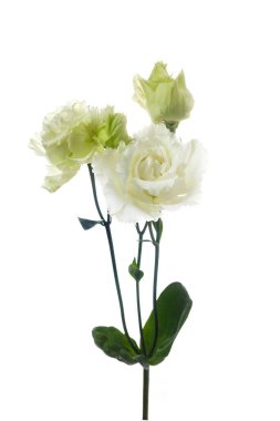 Beyaz arka planda izole edilmiş güzel beyaz Eustoma çiçekleri. Bahar ya da yaz arkaplanı.