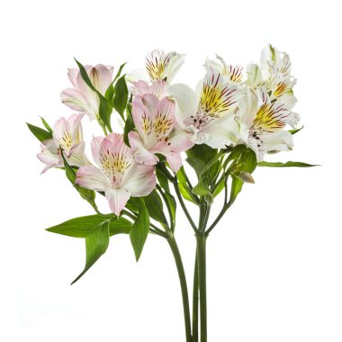 Beyaz arka planda izole edilmiş Alstroemeria çiçekleri. Çiçek arka planı