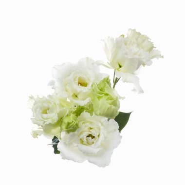 Beyaz arka planda izole edilmiş güzel beyaz Eustoma çiçekleri. Bahar ya da yaz arkaplanı.