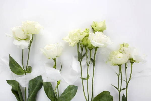 Eustoma fleurs fond dans un style plat sur fond blanc. Composition des vacances. Mode de mariage — Photo