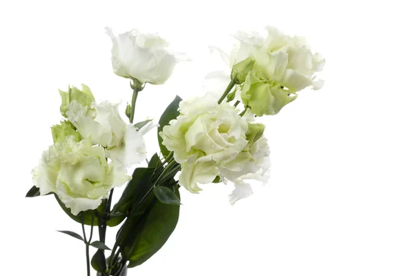 Mooie witte eustoma bloemen geïsoleerd op witte achtergrond. Voorjaars- of zomerachtergrond. — Stockfoto