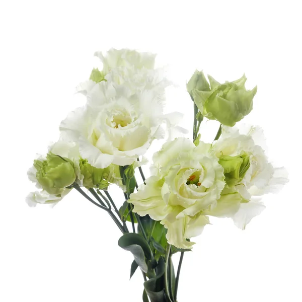 Beautiful white eustoma flowers isolated on white background. Spring or summer background. — Stock Photo, Image