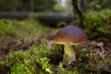 Ormanda güzel Boletus edilus mantarı. Yeşil yosunlu beyaz mantar..