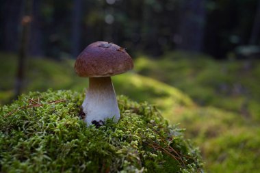 Ormanda güzel Boletus edilus mantarı. Yeşil yosunlu beyaz mantar..