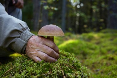 Boletus makineli Mashroom toplayıcısı. Yaşlı adam ormanda beyaz mantar kesiyor..