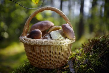 Hasır sepetin içinde ormandaki Mashrooms Boletus. Organik yemek mantarları..