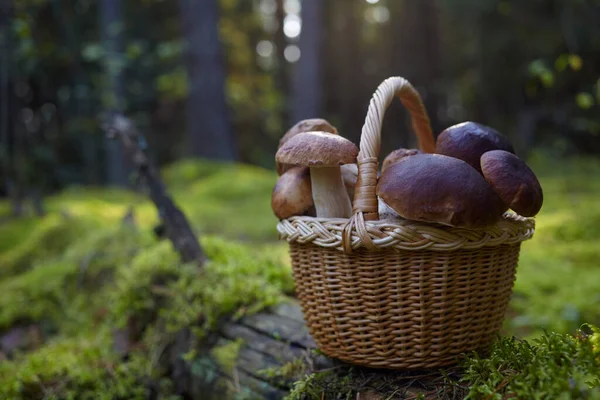 Mashrooms Boletus в плетеной корзине в лесу. Органические пищевые грибы. — стоковое фото