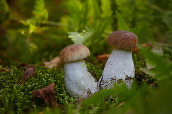 Beautiful Boletus edilus mushrooms in forest. White Boletus mushrooms in green moss. — Stock Photo, Image