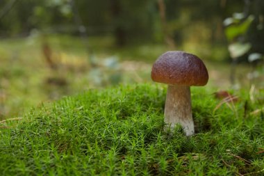 Ormanda güzel Boletus edilus mantarı. Yeşil yosunlu beyaz mantar..