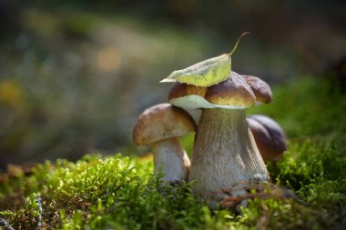 Ormanda güzel Boletus edilus mantarları. Yeşil yosunlu beyaz mantar..