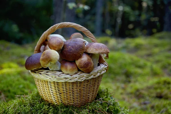 Mashrooms Boletus em cesta de vime na floresta. Casas de banho de alimentos orgânicos. — Fotografia de Stock