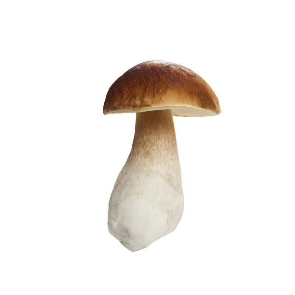 Boletus paddenstoel geïsoleerd op witte achtergrond. Koningsboleet. — Stockfoto