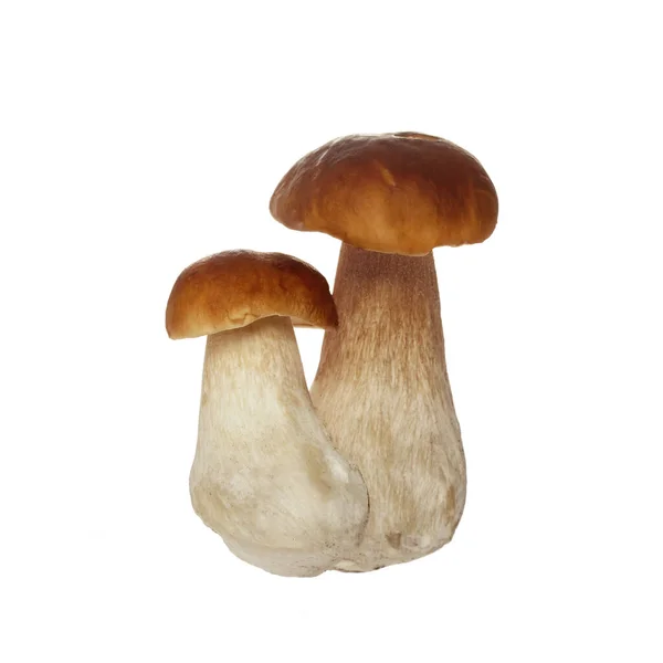 Boletus paddenstoel geïsoleerd op witte achtergrond. Koningsboleet. — Stockfoto