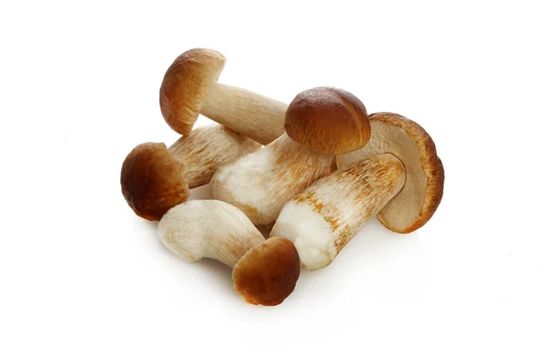 Boletus paddenstoel geïsoleerd op witte achtergrond. Koningsboleet. — Stockfoto