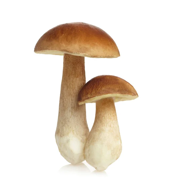 Boletus paddenstoel geïsoleerd op witte achtergrond. Koningsboleet. — Stockfoto