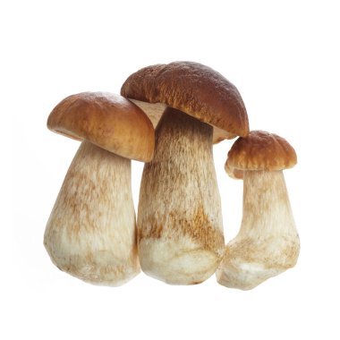 Beyaz arka planda izole edilmiş Boletus mantarı. Kral Bolete.