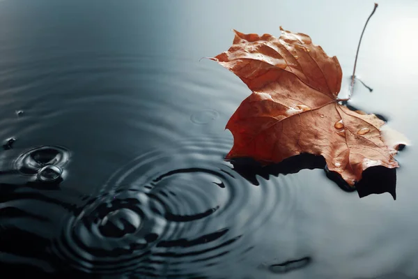 落ちたメープルは水溜りに残します。秋の季節限定。雨の中に置いて. — ストック写真