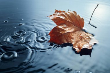 Watter Su birikintisinde düşmüş akçaağaç. Sonbahara özel. Yağmurda ayrıl.