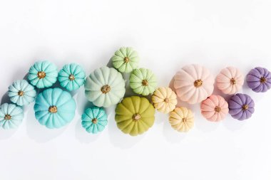 Beyaz arka planda gökkuşağı kabakları. Cadılar Bayramı 'nda hasat edin.