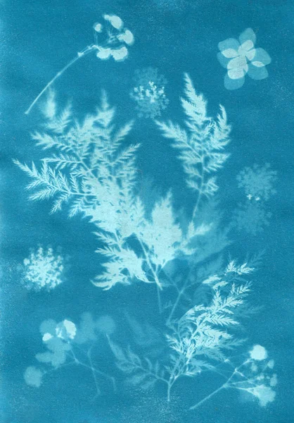 Solární tisk nebo kyanotyp. Květinové pleskání vytvořené pomocí kyanotypu techniky — Stock fotografie