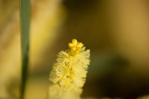 Красиві Квіти Багатьох Кольорів Природно Дикі Зимові — стокове фото