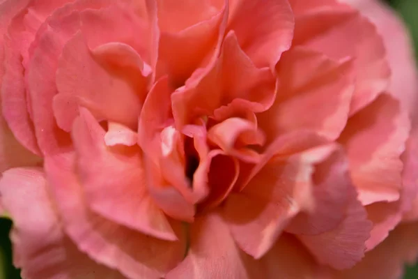 Gyönyörű Virágok Sok Szín Természetes Vad Téli — Stock Fotó