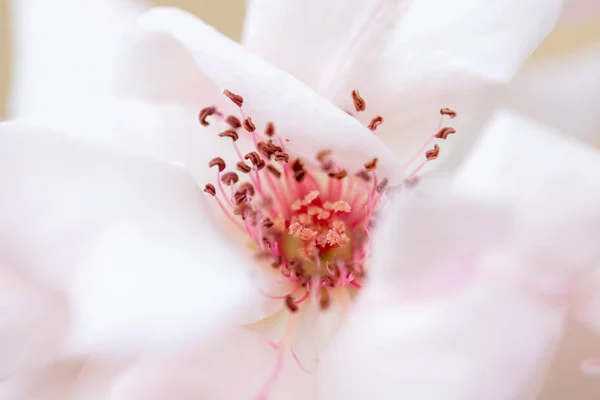 Flores Bonitas Muitas Cores Naturais Selvagens Inverno — Fotografia de Stock