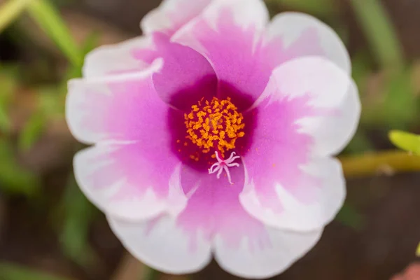 Belles Fleurs Nombreuses Couleurs Naturel Sauvage Hiver — Photo