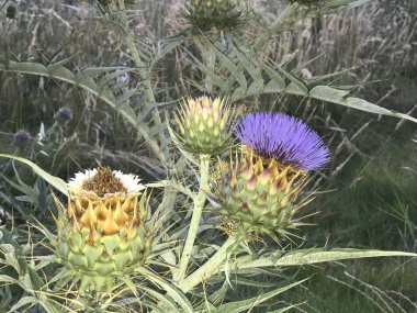 güzel yabani ve kış çiçekleri, kokulu ve birçok renk ile