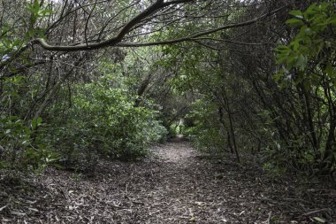 yerli dağ, yürüyüş ve doğada mükemmel egzersiz yürüyüş