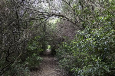 yerli dağ, yürüyüş ve doğada mükemmel egzersiz yürüyüş