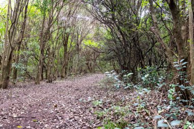 yerli dağ, yürüyüş ve doğada mükemmel egzersiz yürüyüş
