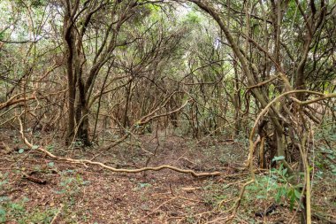 yerli dağ, yürüyüş ve doğada mükemmel egzersiz yürüyüş