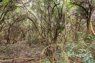 yerli dağ, yürüyüş ve doğada mükemmel egzersiz yürüyüş