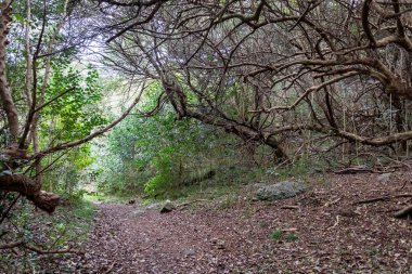 yerli dağ, yürüyüş ve doğada mükemmel egzersiz yürüyüş