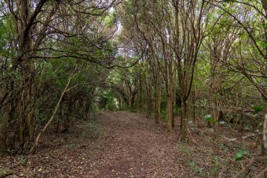 yerli dağ, yürüyüş ve doğada mükemmel egzersiz yürüyüş