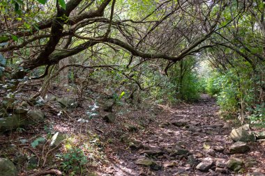 yerli dağ, yürüyüş ve doğada mükemmel egzersiz yürüyüş