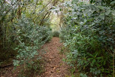 yerli dağ, yürüyüş ve doğada mükemmel egzersiz yürüyüş
