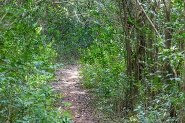 yerli dağ, yürüyüş ve doğada mükemmel egzersiz yürüyüş