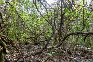 yerli dağ, yürüyüş ve doğada mükemmel egzersiz yürüyüş