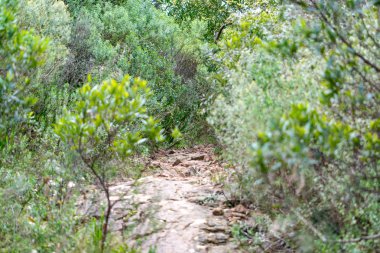 yerli dağ, yürüyüş ve doğada mükemmel egzersiz yürüyüş