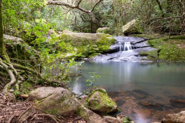 yerli dağ, yürüyüş ve doğada mükemmel egzersiz yürüyüş
