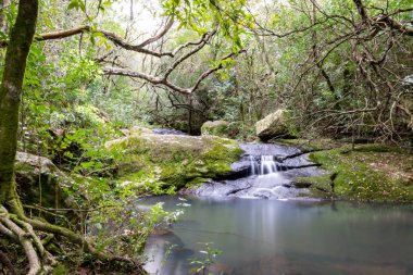 yerli dağ, yürüyüş ve doğada mükemmel egzersiz yürüyüş