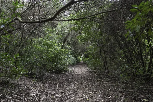 yerli dağ, yürüyüş ve doğada mükemmel egzersiz yürüyüş