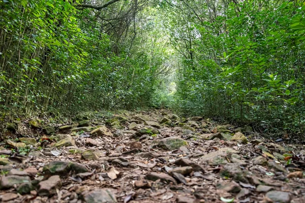 yerli dağ, yürüyüş ve doğada mükemmel egzersiz yürüyüş