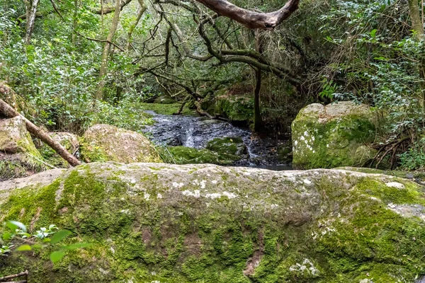 yerli dağ, yürüyüş ve doğada mükemmel egzersiz yürüyüş