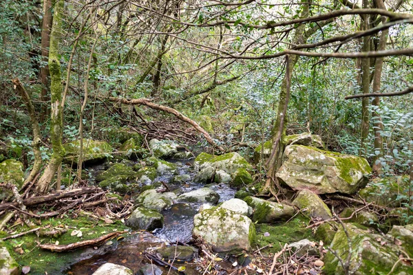 yerli dağ, yürüyüş ve doğada mükemmel egzersiz yürüyüş